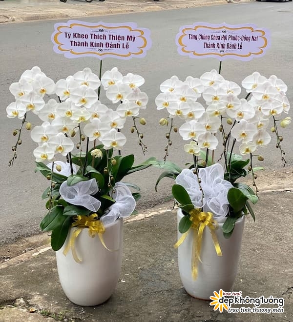 shop hoa lan ho diep bien hoa