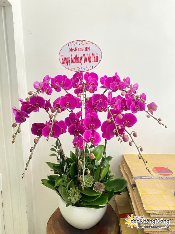 shop hoa lan ho diep cam my