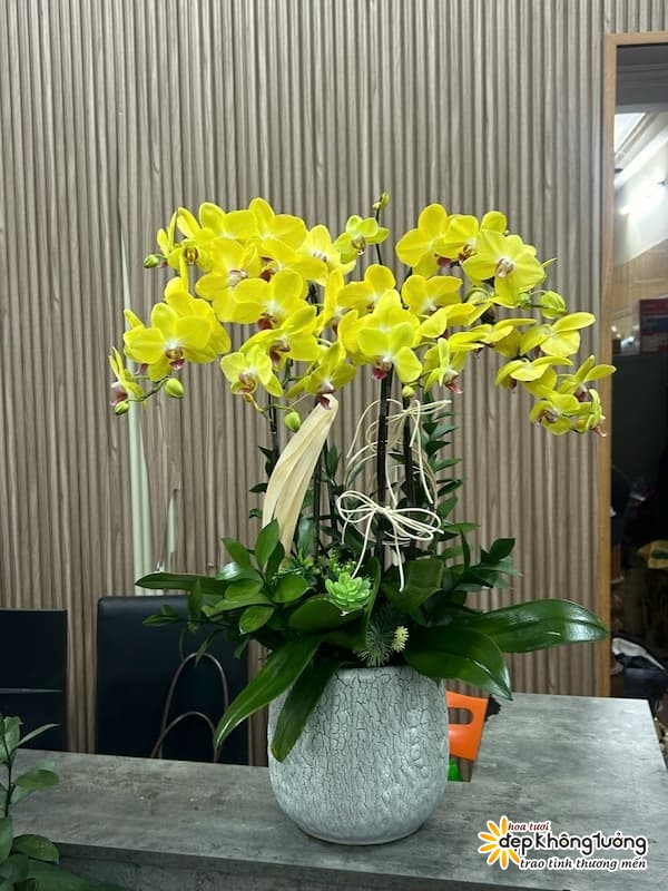 shop hoa lan ho diep long khanh